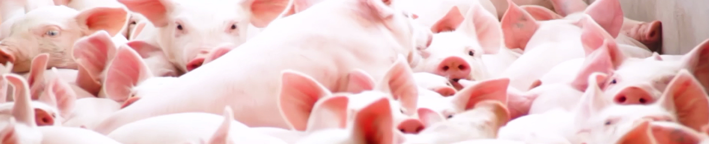 山东永利集团科技股份有限公司官方网站