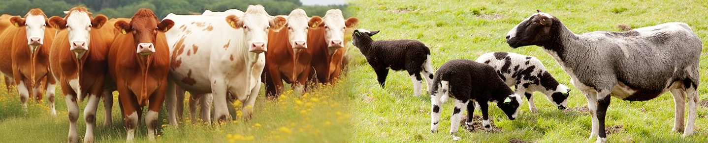 山东永利集团科技股份有限公司官方网站